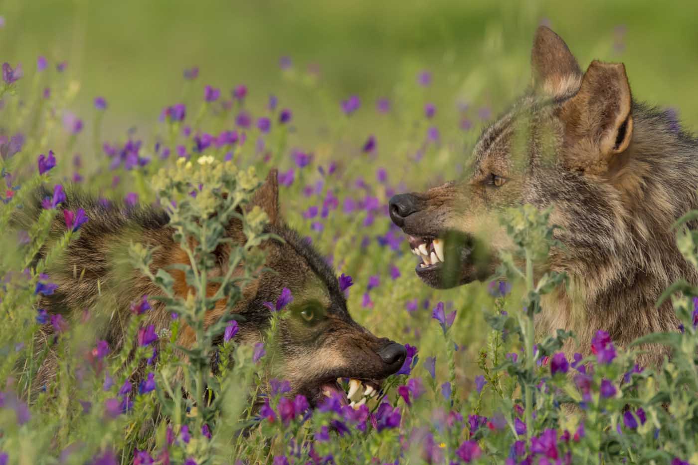 Barbacana, la huella del lobo