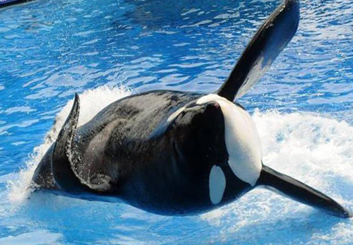 Blackfish
