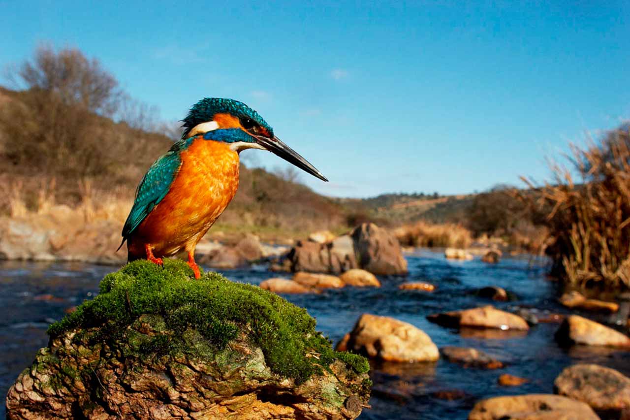 Dehesa, el bosque del lince ibérico