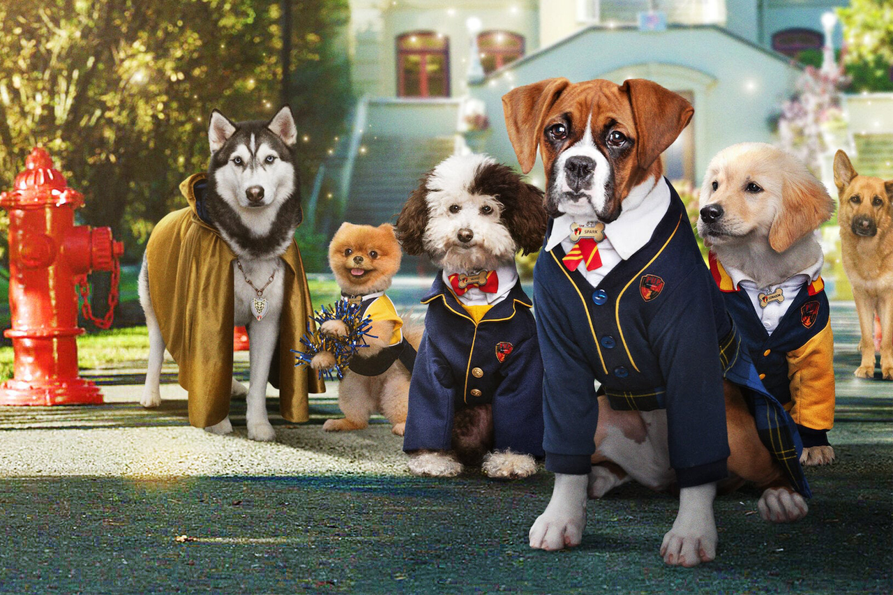 Escuela de cachorros