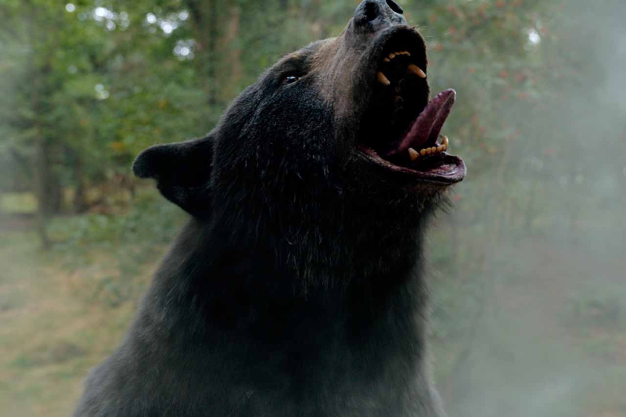 Oso vicioso