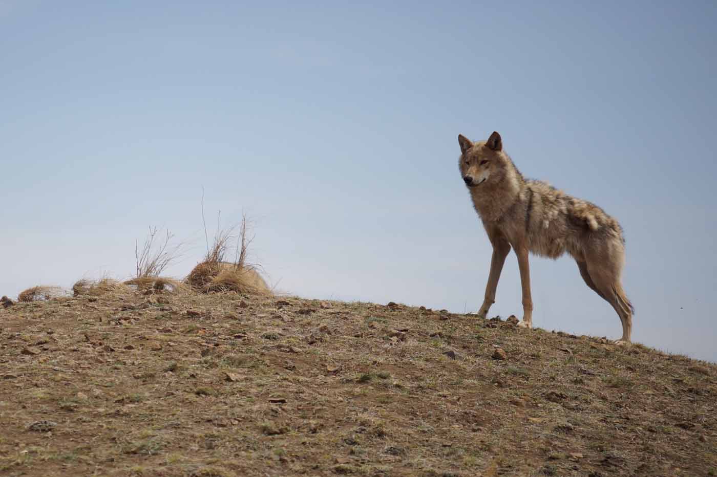 El último lobo