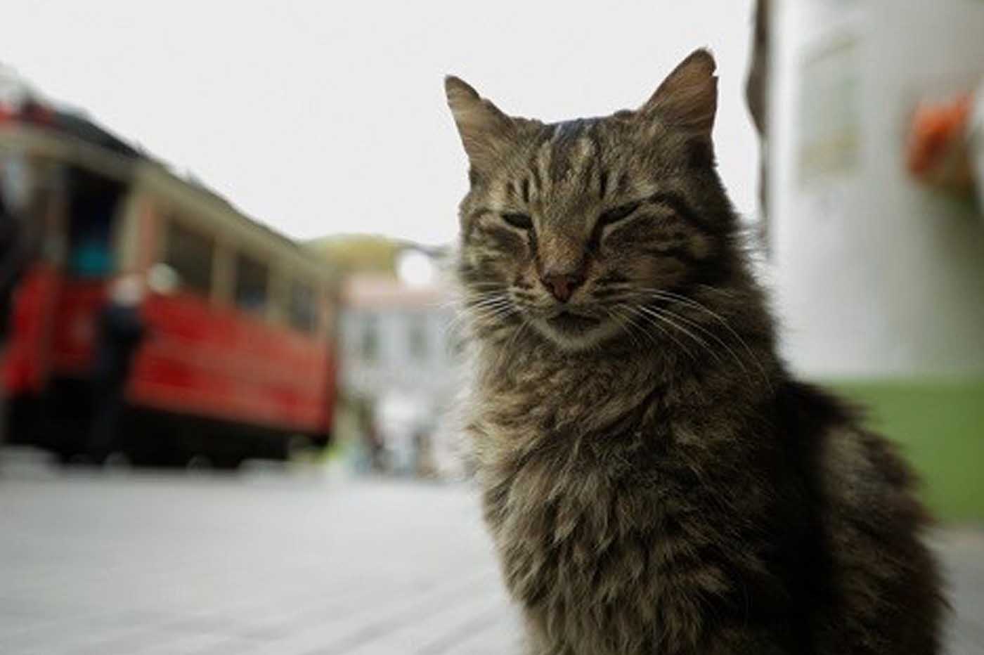 Kedi (Gatos de Estambul)