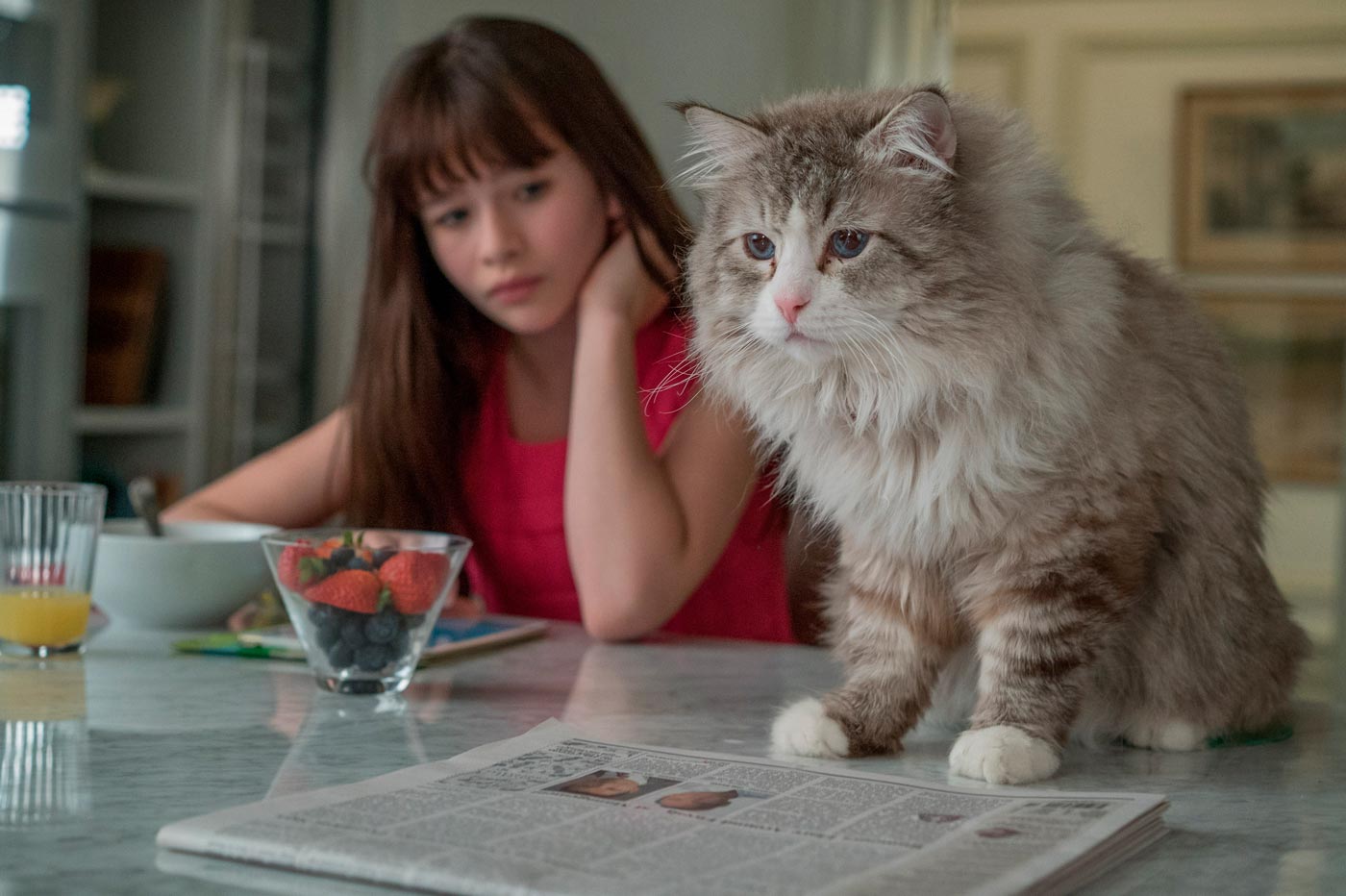 Siete vidas, este gato es un peligro