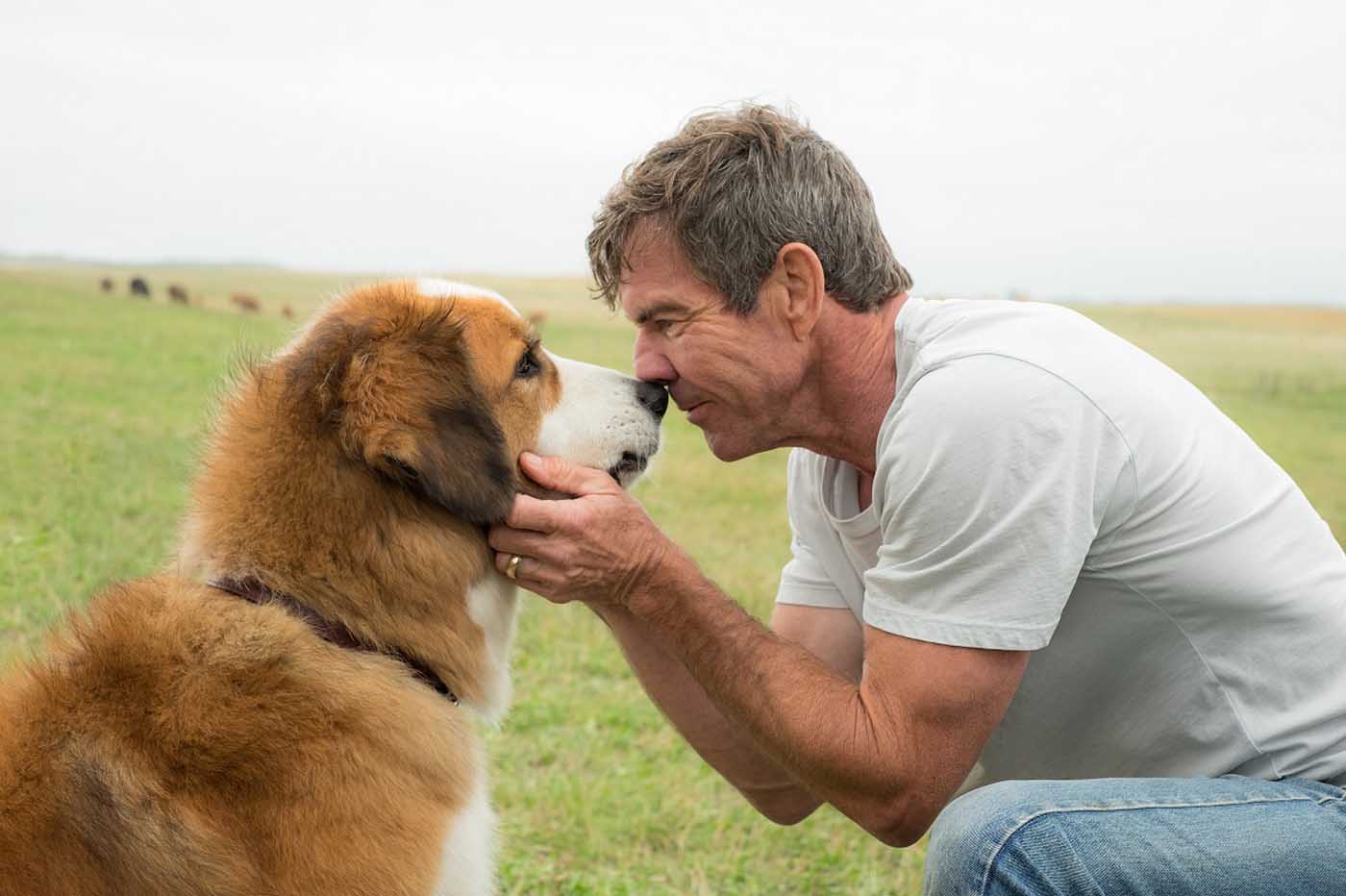 Tu mejor amigo