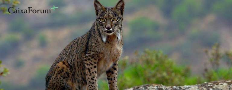 El lince ibérico inédito, estreno destacado en junio en CaixaForum+ 