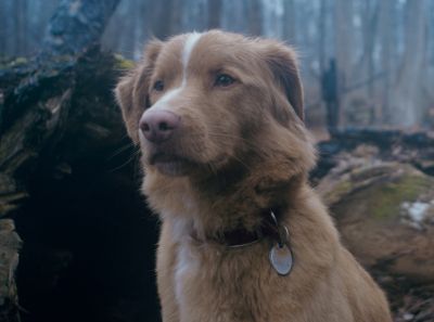 Good Boy